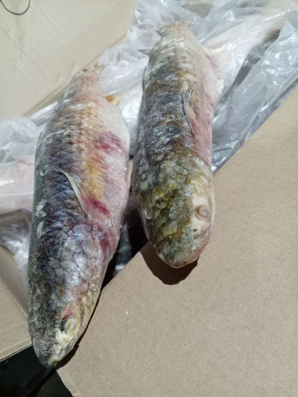 ������: ���������� ���� � ����������� �������� ������� ����