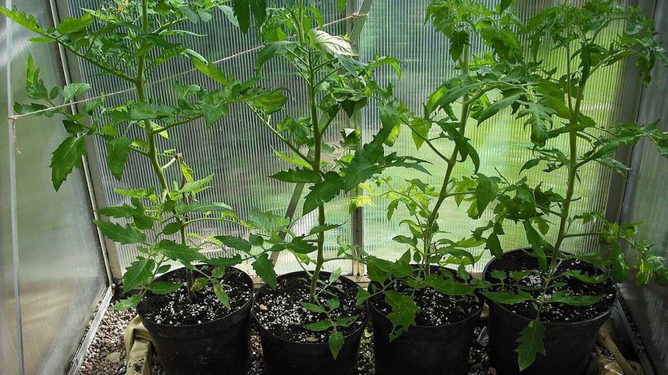 �������� � ��������: �������� ������� ������� �����