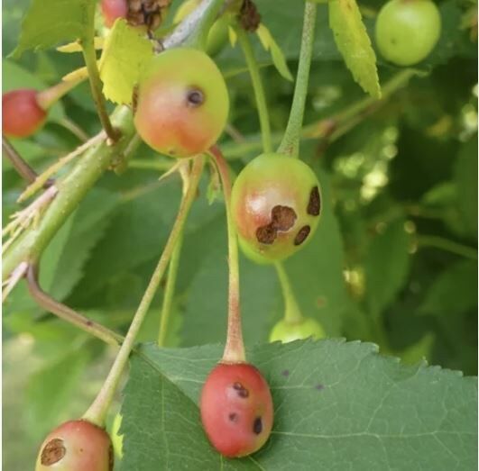 ��� ���������� � �������� ������������: ������������ �������