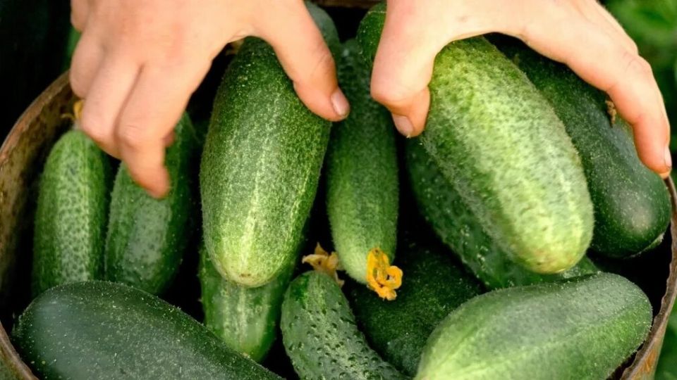 ��� ������� ������� �������� �������� ���������� ������ �������