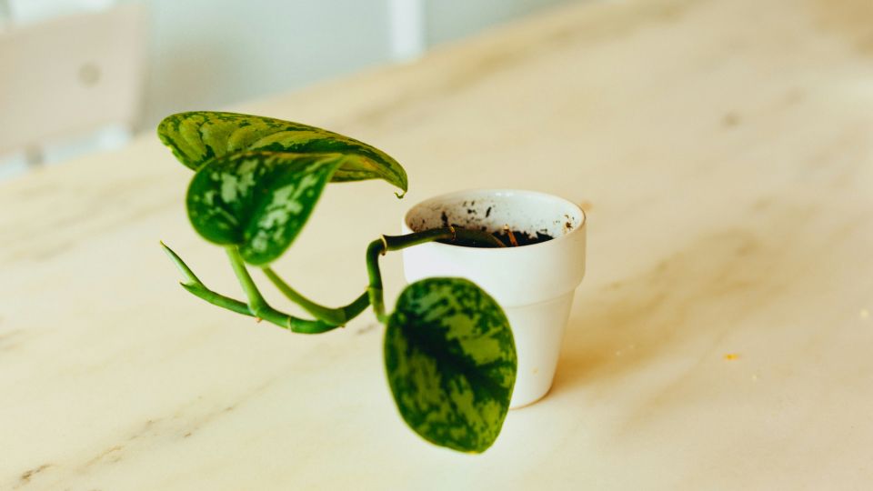 �������� �� �������� ����� ����� ���������: ��� ��� ������ �� �� ������ �����