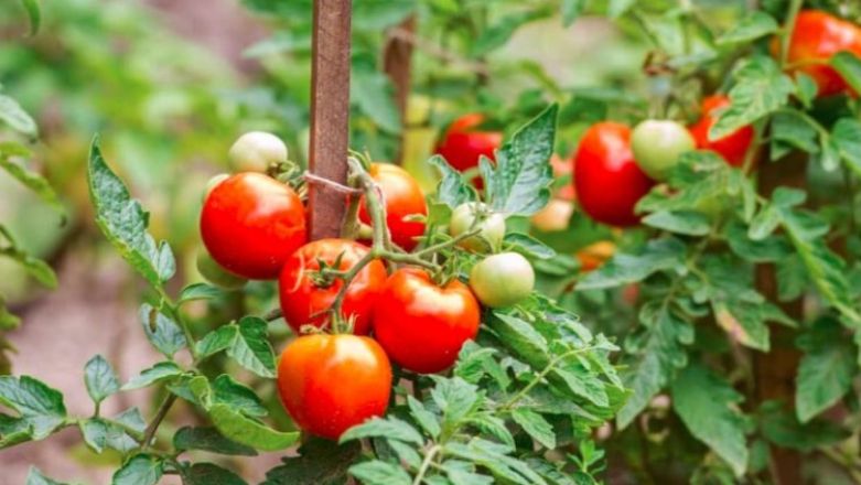 ��� ������ ����������� ������ �������� ������ � ���������� ������