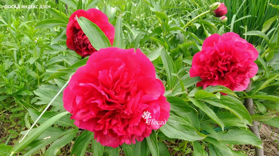 ������ ������ ����� ������ ������ ���������: ���� ������, ������ ���� ����� �� ������