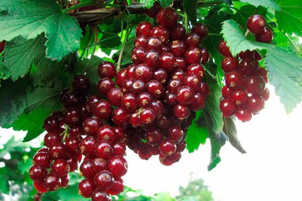 ��������� ���������� �������: ��������� ����� ��� ��������� ������� ����