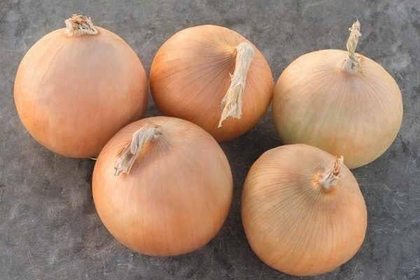 Лук Трой: безупречный выбор для вашего огорода