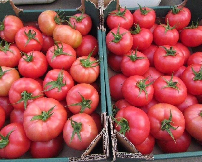 Томат Pink Manи: как вырастить розово?мясистые плоды с ранним урожаем