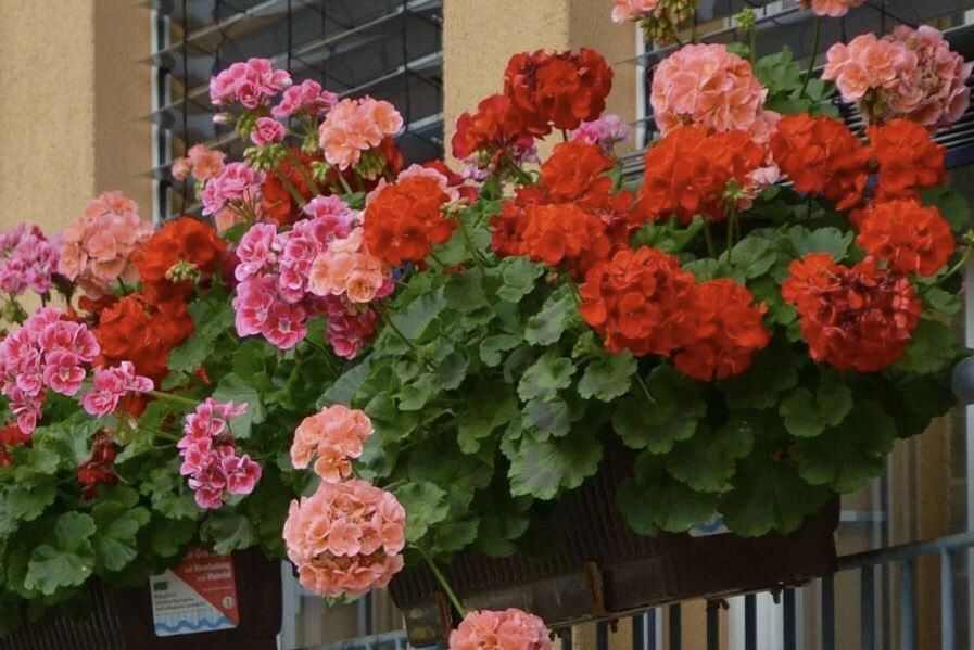 ������������ ����������� ����������: �������� ������