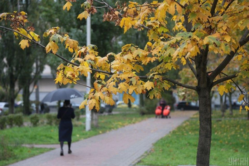 Шесть деревьев, которые лучше не сажать в вашем дворе