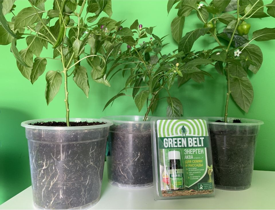 ������� ����: ������� ��������� ����������� ��������� � �������