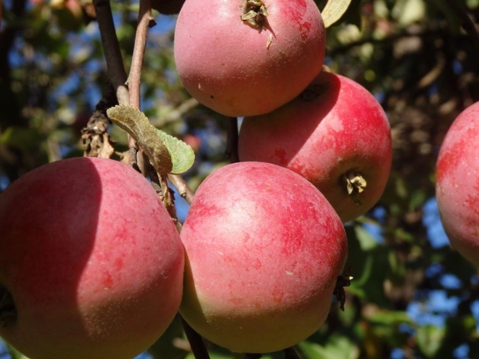 ������� ����� ����� � ���� ��� ������� ��������