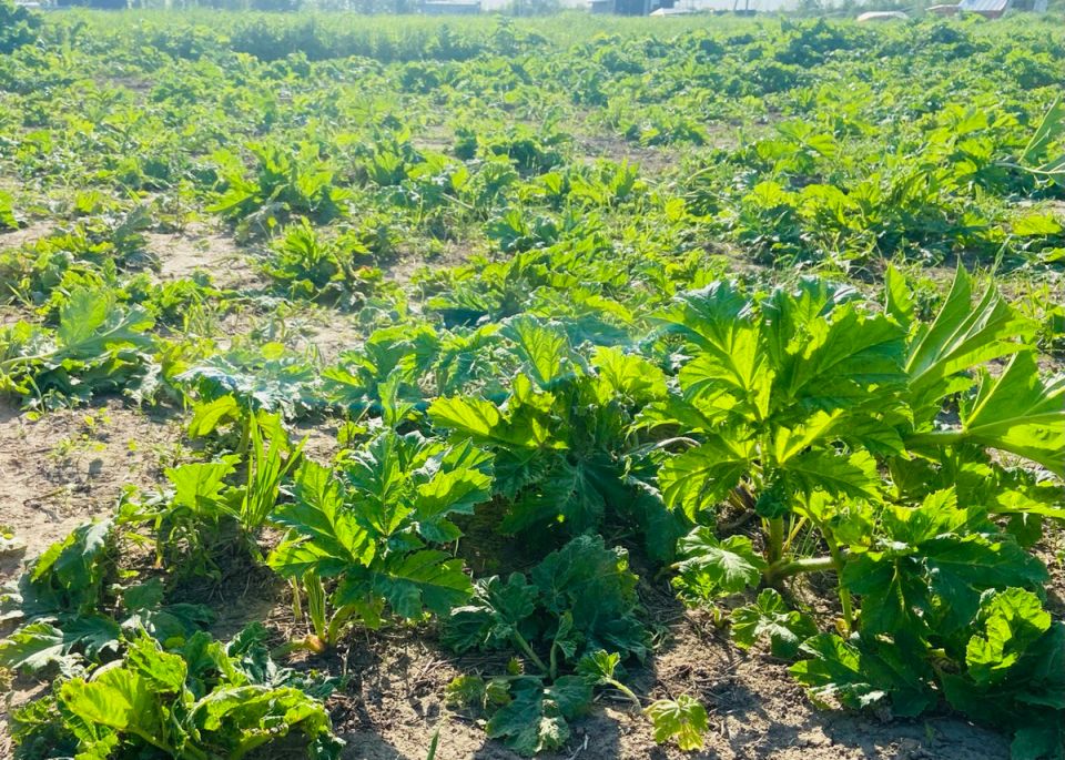 ��� ���������� ���������� � ���������� �� ������ �������: ����������� ������ ������