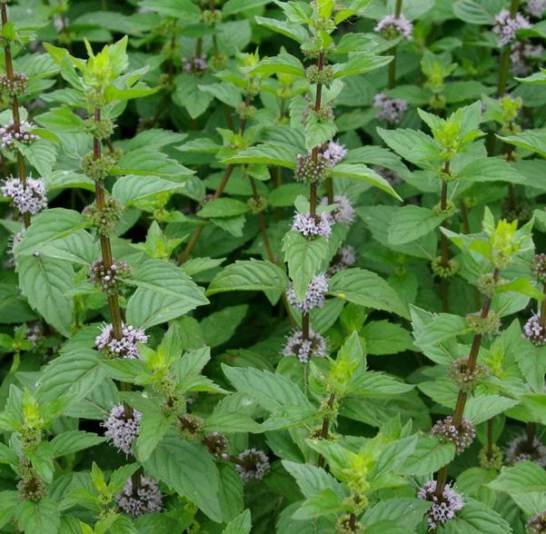 ������ ���������: ��� ������������ ����� �������� �������� � ������ ��������