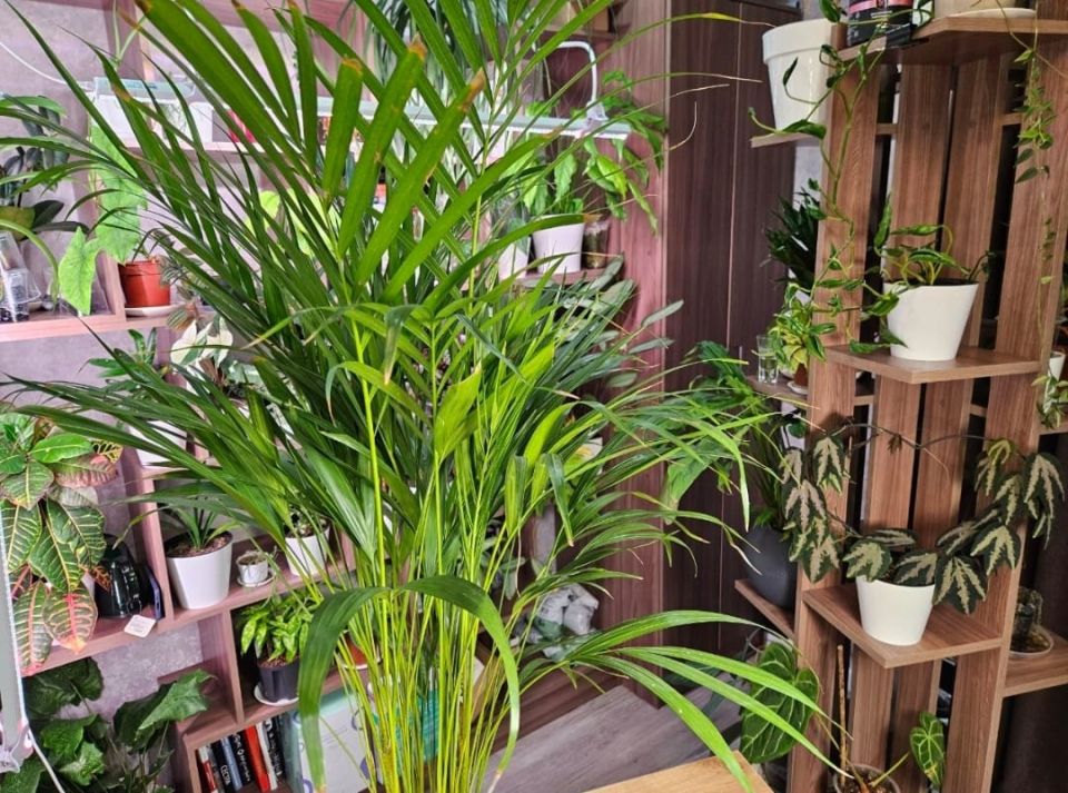 Как избежать критических ошибок при пересадке крупных растений