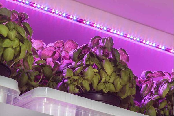 Успешное выращивание базилика на подоконнике: советы по уходу и подкормкам