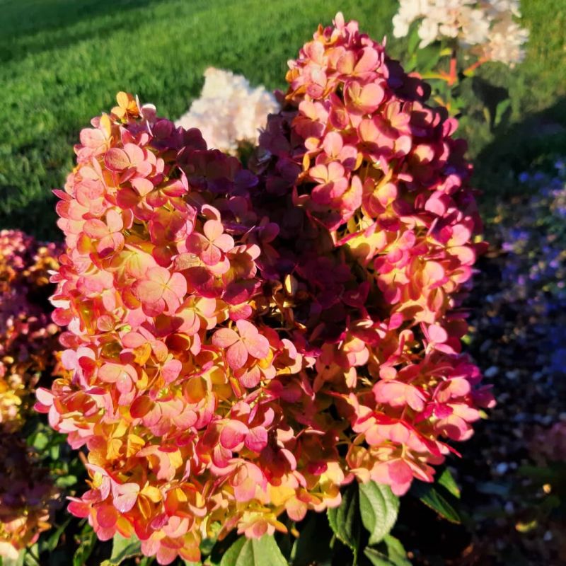 Гортензия Ванилла Фрайз: красота и неприхотливость в вашем саду