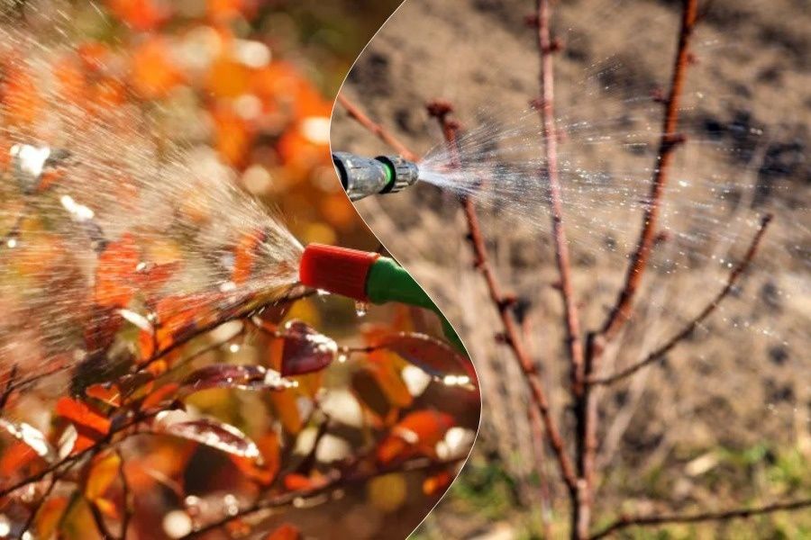 Как правильно обработать сад осенью: полезные советы и рекомендации