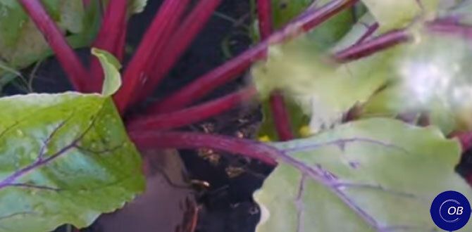 �����: ������� ��������� �����������