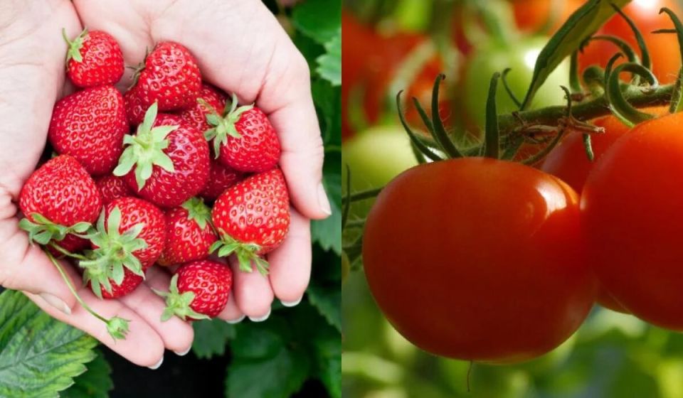 ������ ���������: ����� �������� ����� �������� ����� ��������