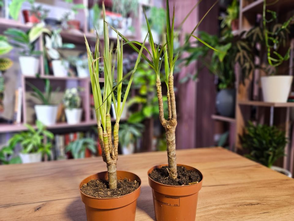 ��� ������ �������: ������� ��������� �����