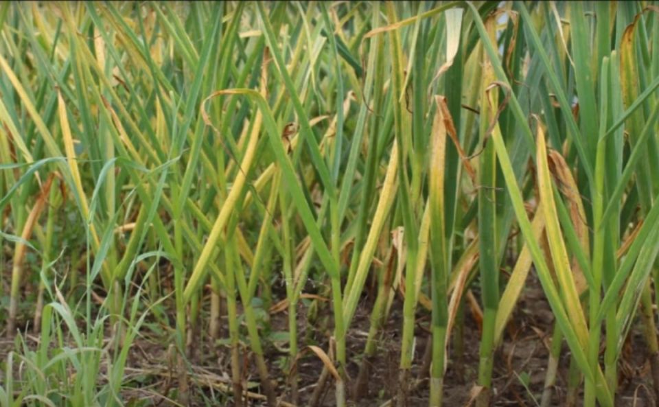 Почему желтеет чеснок и как это исправить: полезные советы для огородников