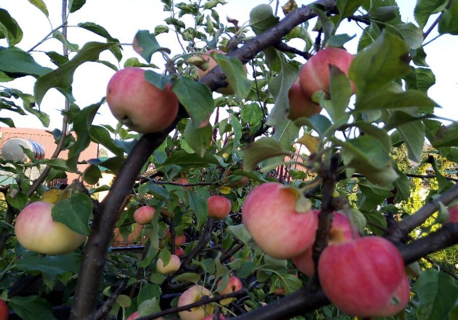 ��� ��������� �������� ������ ������: �������� ������ � ������������