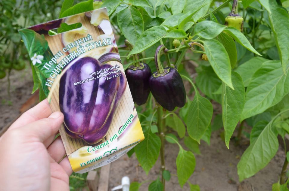 ������� ����� ��� ������ �������: ������ ����� �� 2026 ���