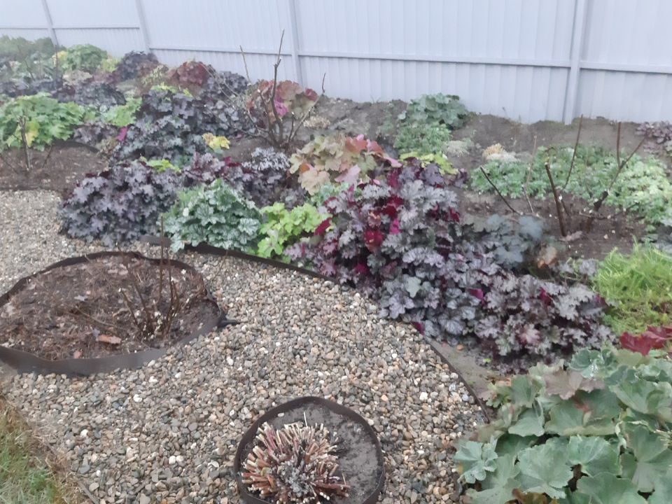 Как правильно обрезать гортензии, чтобы они не погибли зимой?