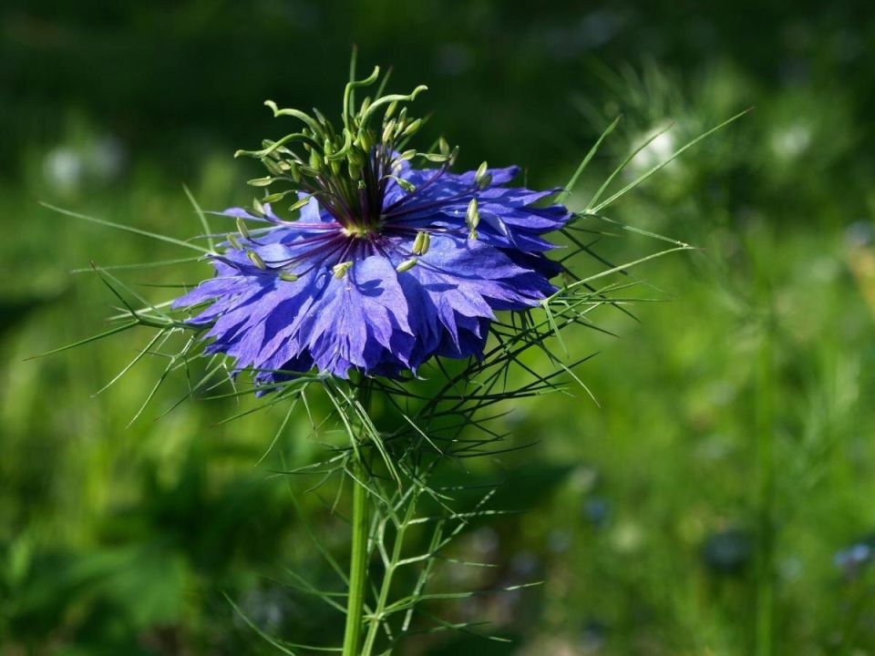 �������: ������ ���������, ������������ � �������