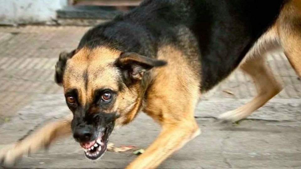 Опасные тайны домашних любимцев: как защитить себя от заражений