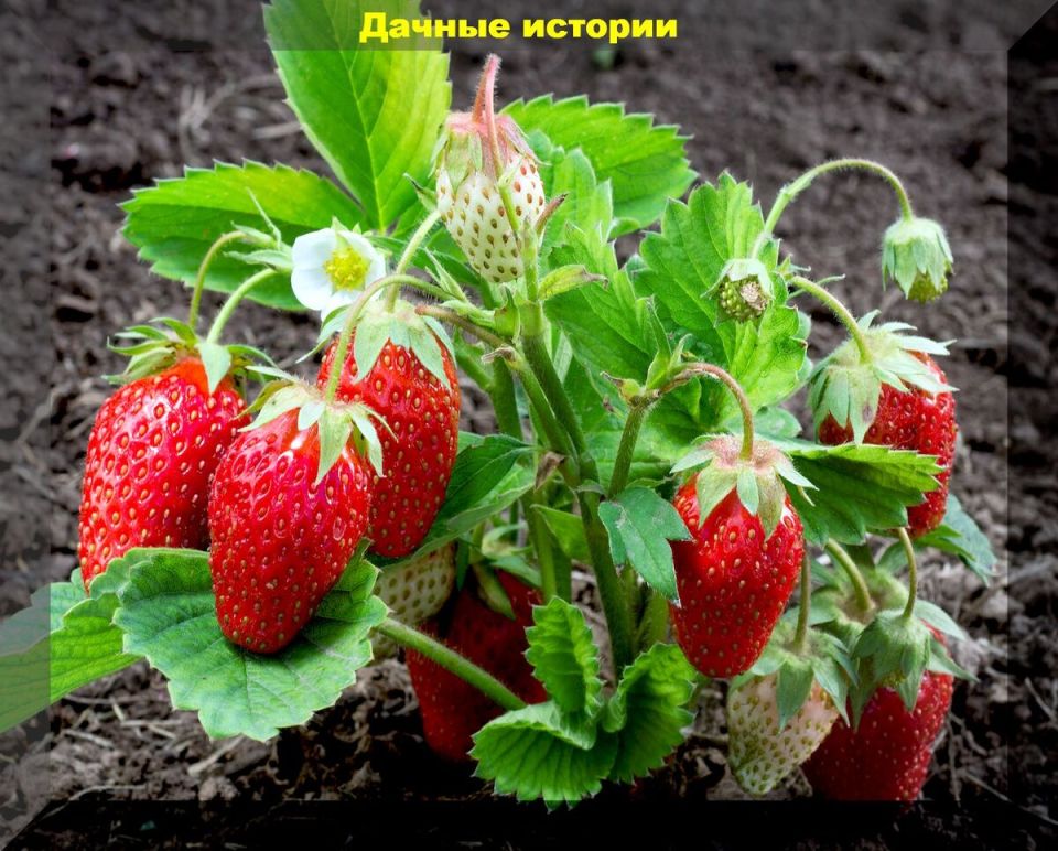 ��� ���������� �������� ����� � �������� � ������������