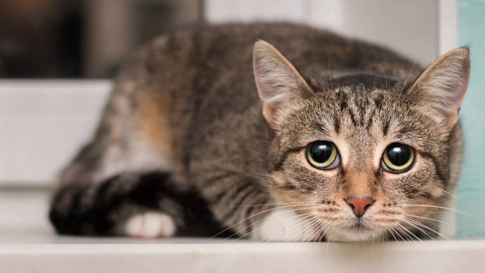 ������� ����� ��������� ������������� �������� � �������� ������