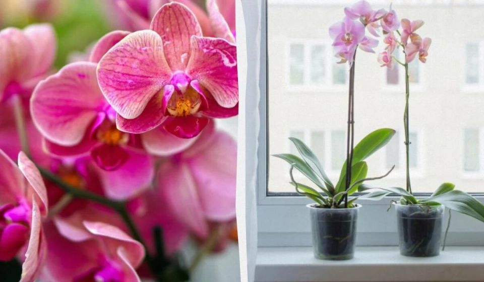 ��� ������� ������� �����������: ������� ��������� ��� ���������� ��������